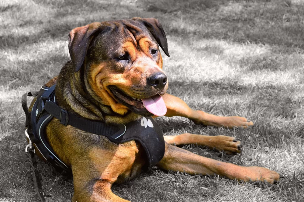 How to Recognize the Signs of Heatstroke in Dogs and Keep Them Safe
