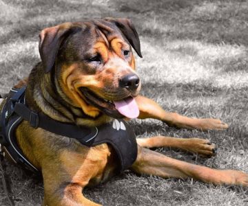 How to Recognize the Signs of Heatstroke in Dogs and Keep Them Safe