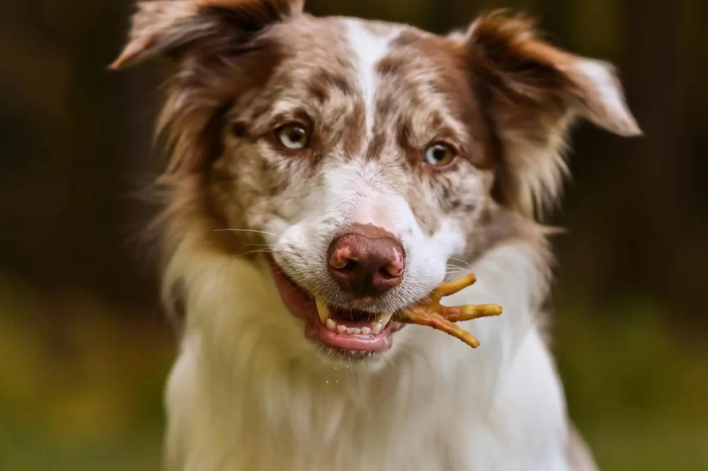 Best Treats for Dogs with Sensitive Stomachs: Top Options for Your Pup's Health