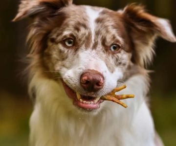 Best Treats for Dogs with Sensitive Stomachs: Top Options for Your Pup's Health