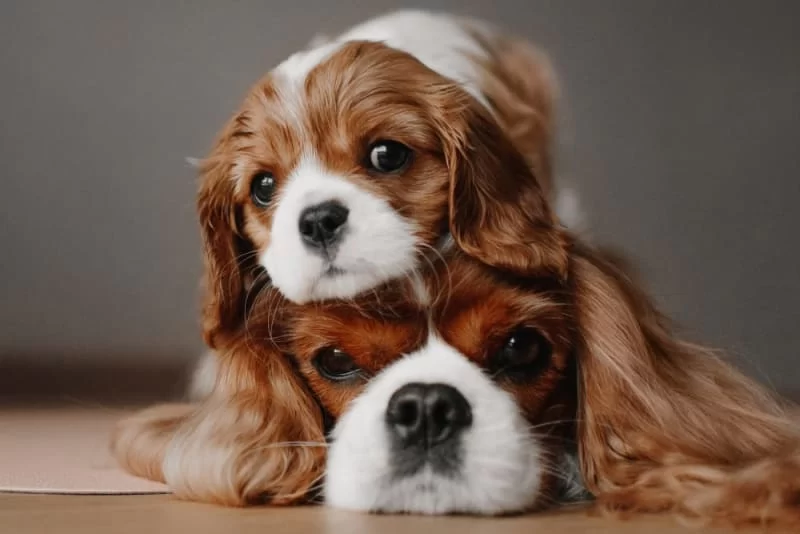 Best Dog Breeds for Families with Kids: Top Choices for Your Family's New Best Friend