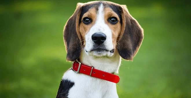 Tips for Introducing Your Pet to a New Vet: A Guide to a Stress-Free Visit