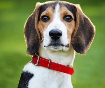 Tips for Introducing Your Pet to a New Vet: A Guide to a Stress-Free Visit