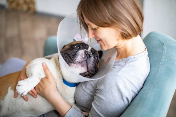 Dealing with Your Pet’s Skin Infection: A Comprehensive Guide for Pet Owners