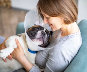 Dealing with Your Pet’s Skin Infection: A Comprehensive Guide for Pet Owners