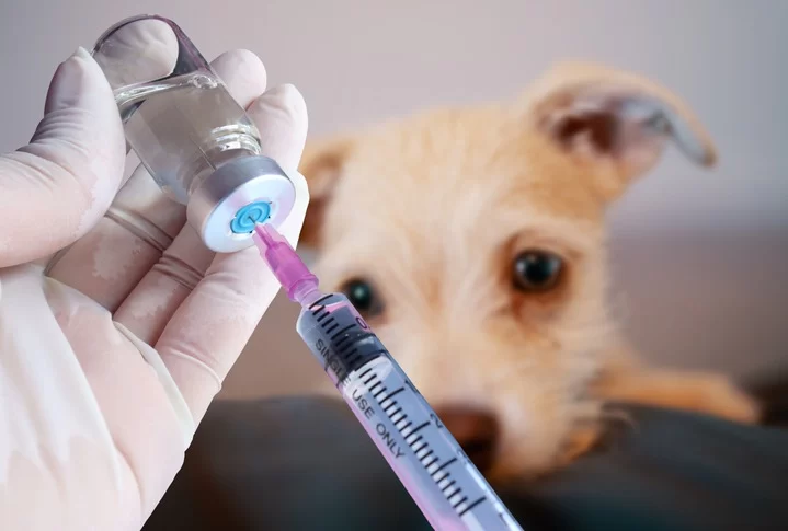 The Benefits of Regular Pet Vaccinations: Protecting Your Pet's Health
