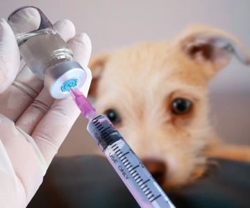 The Benefits of Regular Pet Vaccinations: Protecting Your Pet's Health