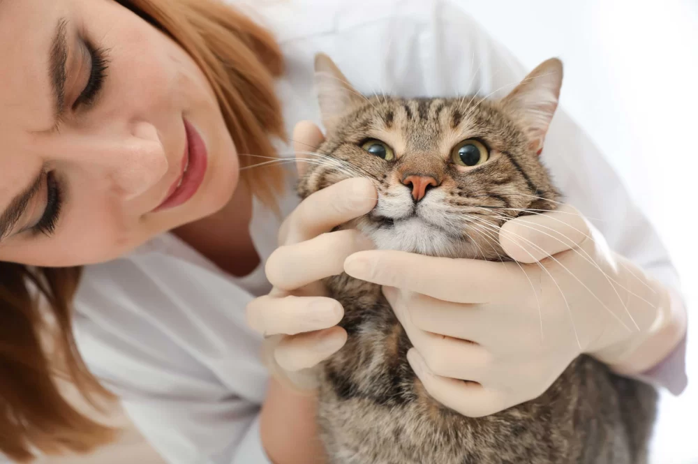Preventing Pet Infections with Proper Care: Essential Tips for Pet Owners