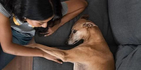 Emergency First Aid for Pets: Essential Tips and Advice for Pet Owners