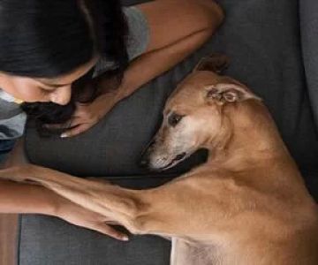 Emergency First Aid for Pets: Essential Tips and Advice for Pet Owners