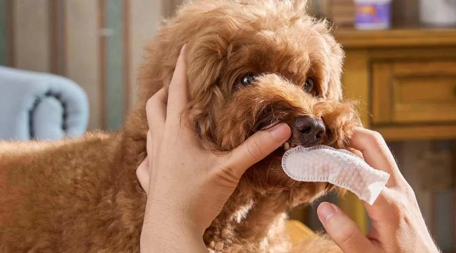 How to Deal with Your Pet’s Bad Breath and Improve Their Oral Health