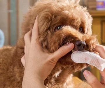 How to Deal with Your Pet’s Bad Breath and Improve Their Oral Health