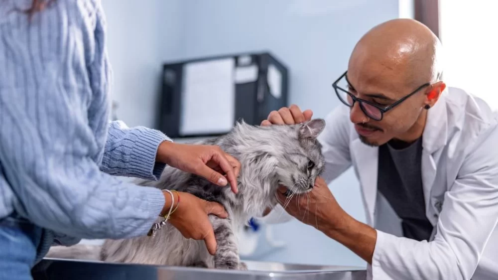 How to Manage Your Pet's Stress During Vet Visits: Effective Tips for Pet Owners