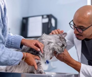 How to Manage Your Pet's Stress During Vet Visits: Effective Tips for Pet Owners