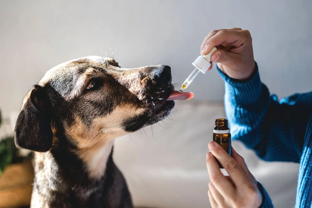 How to Manage Your Pet’s Chronic Condition for a Better Quality of Life