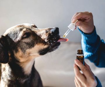 How to Manage Your Pet’s Chronic Condition for a Better Quality of Life