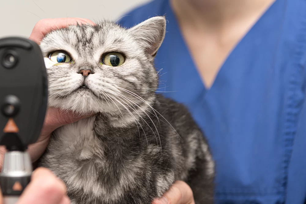 The Importance of Regular Pet Eye Exams for Maintaining Your Pet’s Vision