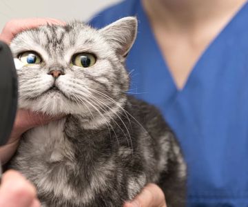 The Importance of Regular Pet Eye Exams for Maintaining Your Pet’s Vision