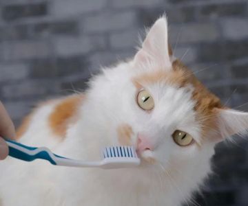 Signs Your Pet Might Have Dental Problems: What to Look Out For