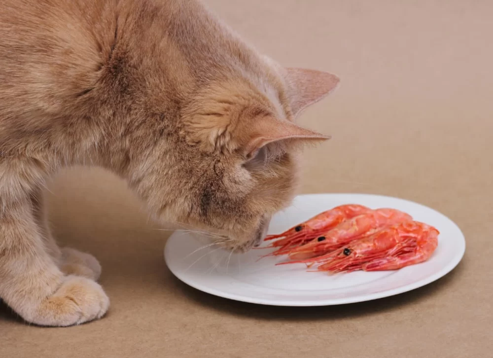 Can Cats Eat Shrimp Safely? Learn the Truth About Feeding Shrimp to Cats