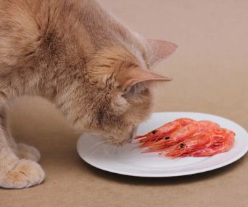 Can Cats Eat Shrimp Safely? Learn the Truth About Feeding Shrimp to Cats