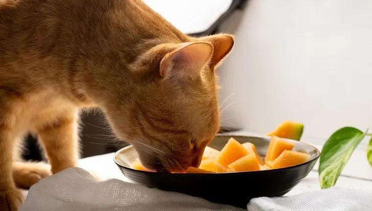 Can Cats Eat Cantaloupe? Benefits and Safety Tips for Feeding Cats