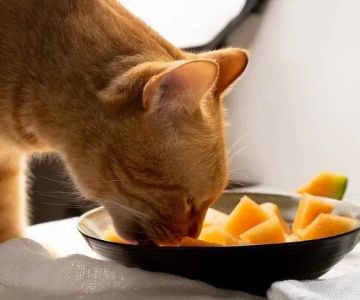 Can Cats Eat Cantaloupe? Benefits and Safety Tips for Feeding Cats