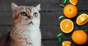 Can Cats Eat Oranges? Safety, Risks, and Considerations for Pet Owners