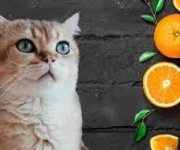 Can Cats Eat Oranges? Safety, Risks, and Considerations for Pet Owners