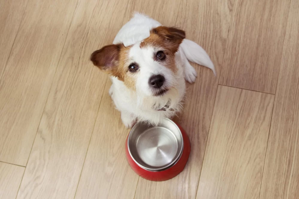 Can Dogs Eat Caramel? What You Need to Know About Caramel and Dogs