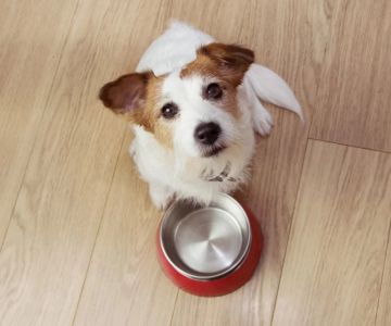 Can Dogs Eat Caramel? What You Need to Know About Caramel and Dogs