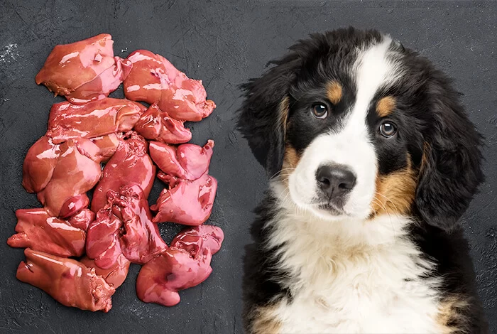 Can Dogs Eat Chicken Livers? Benefits, Risks, and Tips for Feeding