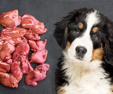 Can Dogs Eat Chicken Livers? Benefits, Risks, and Tips for Feeding