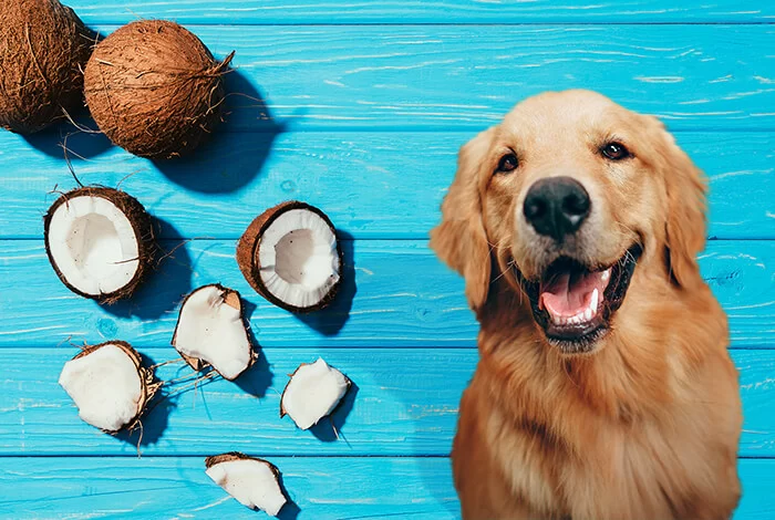 Can Dogs Eat Coconut Meat? Everything You Need to Know