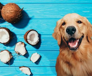 Can Dogs Eat Coconut Meat? Everything You Need to Know
