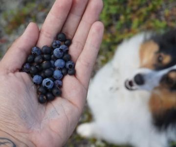 Can Dogs Eat Blueberries? Health Benefits and Safety Tips for Your Dog