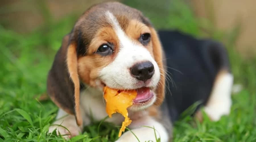 Can Dogs Eat Papaya? What You Need to Know Before Feeding Your Dog Papaya