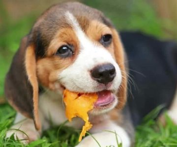 Can Dogs Eat Papaya? What You Need to Know Before Feeding Your Dog Papaya
