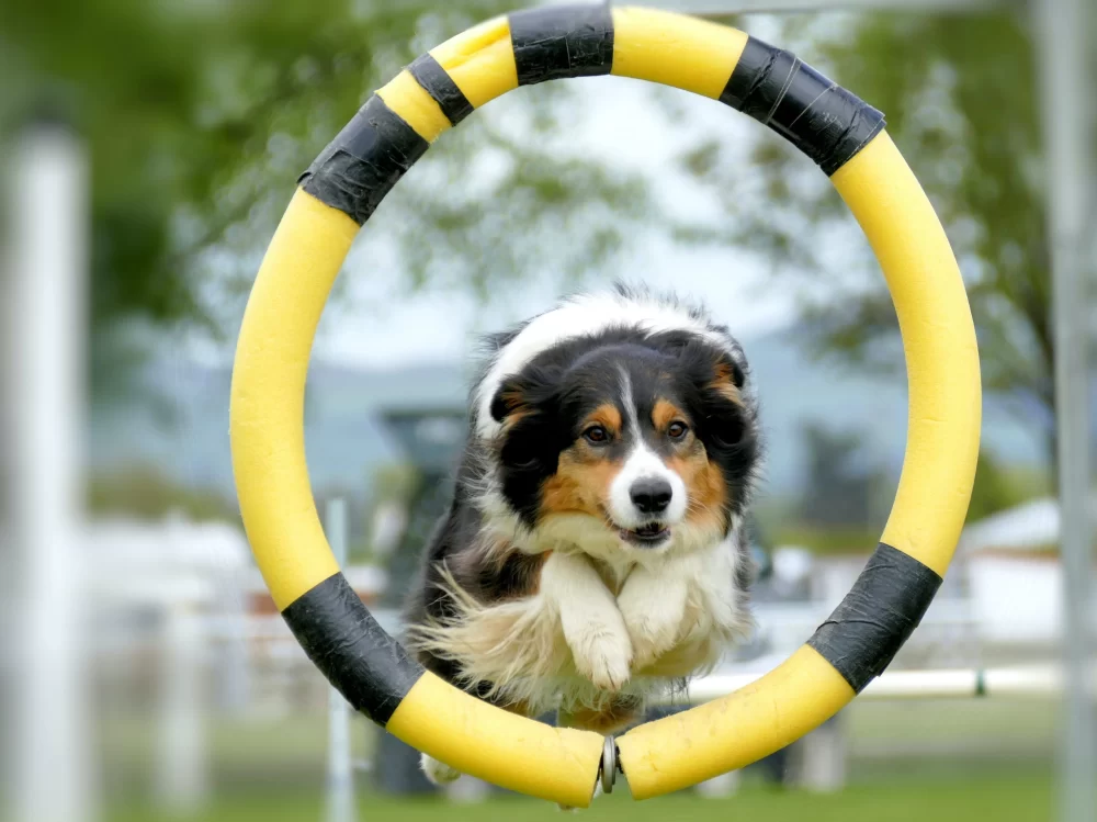 How to Train a Dog to Stop Chasing Its Own Reflection – Effective Techniques