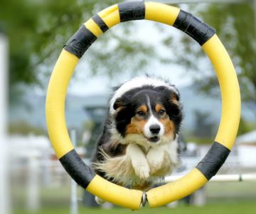 How to Train a Dog to Stop Chasing Its Own Reflection – Effective Techniques