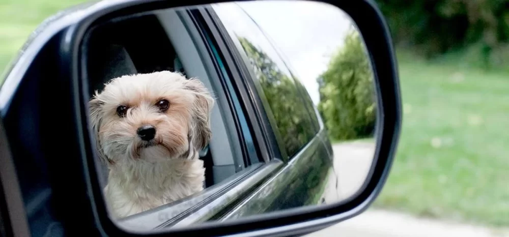 How to Train Your Dog to Stop Chasing Its Own Reflection: Effective Tips