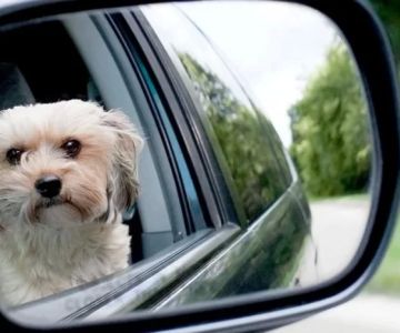 How to Train Your Dog to Stop Chasing Its Own Reflection: Effective Tips
