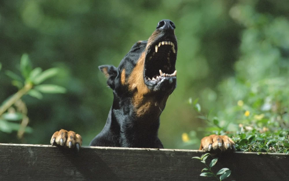 How to Stop a Dog from Being Overly Protective of You: Practical Tips