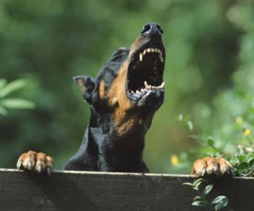How to Stop a Dog from Being Overly Protective of You: Practical Tips