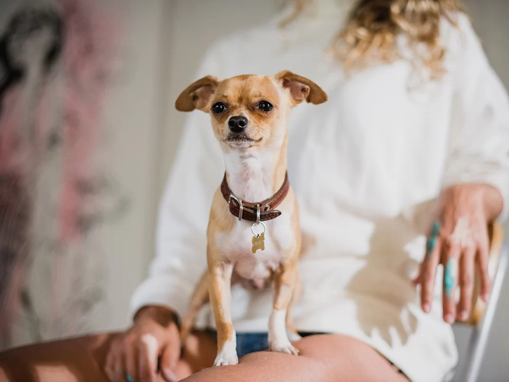 How to Train Your Dog to Stop Being Overly Protective – Tips and Strategies
