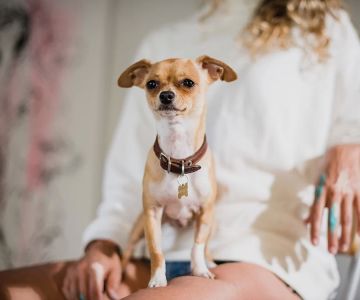 How to Train Your Dog to Stop Being Overly Protective – Tips and Strategies