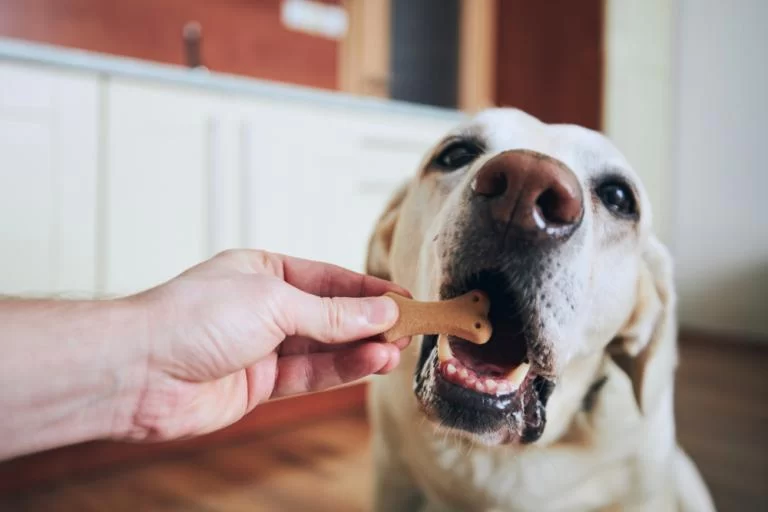 How to Teach Your Dog to Be Calm During Walks: A Step-by-Step Guide