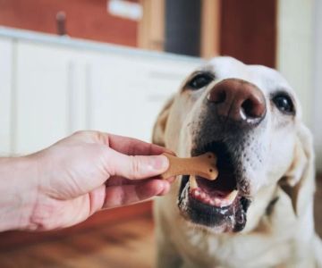 How to Teach Your Dog to Be Calm During Walks: A Step-by-Step Guide