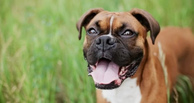 How to Train a Dog to Come When Called Every Time – Proven Techniques for Dog Recall