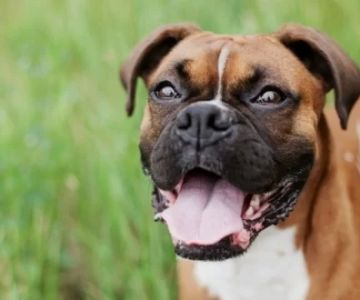 How to Train a Dog to Come When Called Every Time – Proven Techniques for Dog Recall
